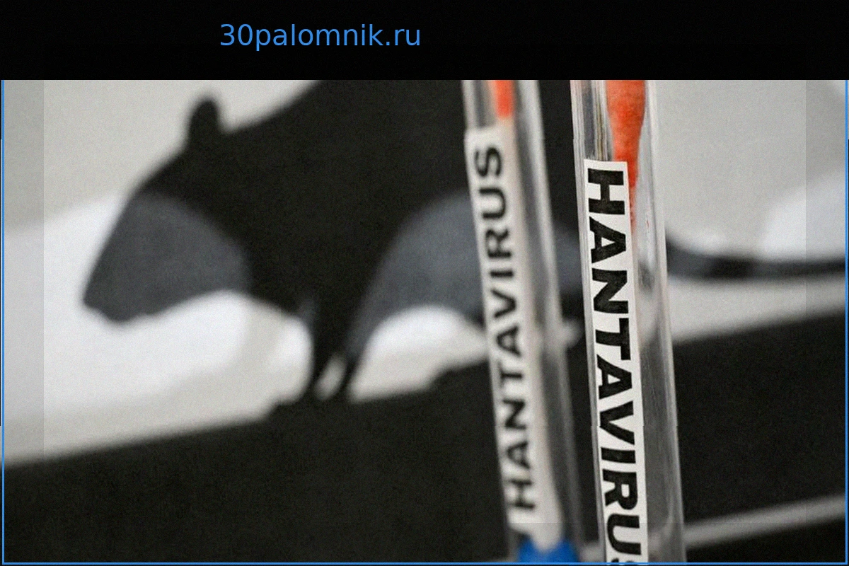 Хантавирус: Низкий пандемический риск, высокая летальность. Не "новый COVID" по мнению экспертов