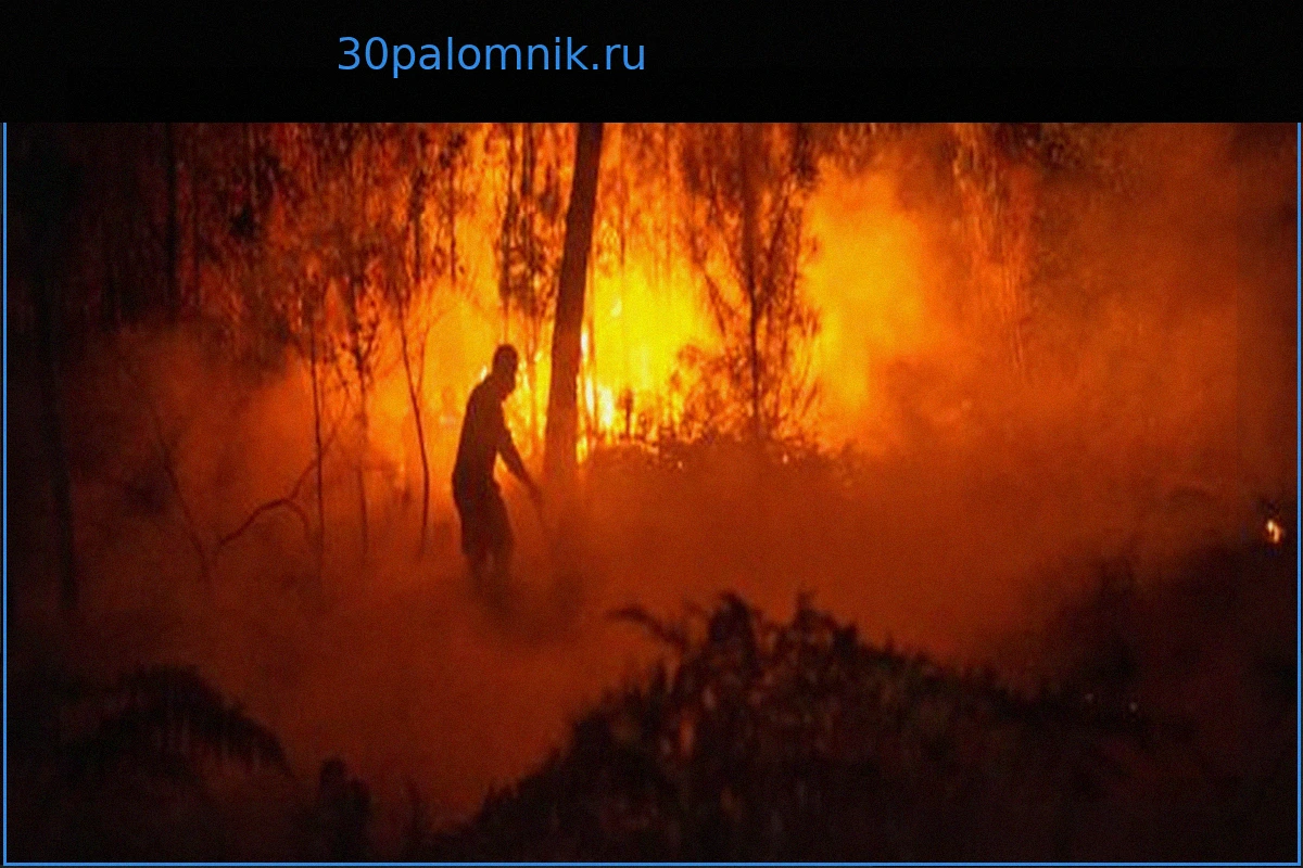 Лесные пожары во Франции: Бордо в борьбе с огненной стихией