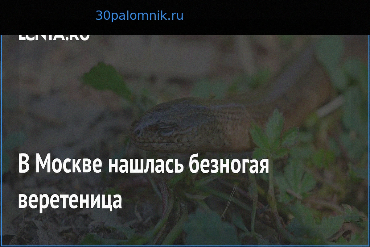 В Москве вновь обнаружена безногая ящерица — веретеница