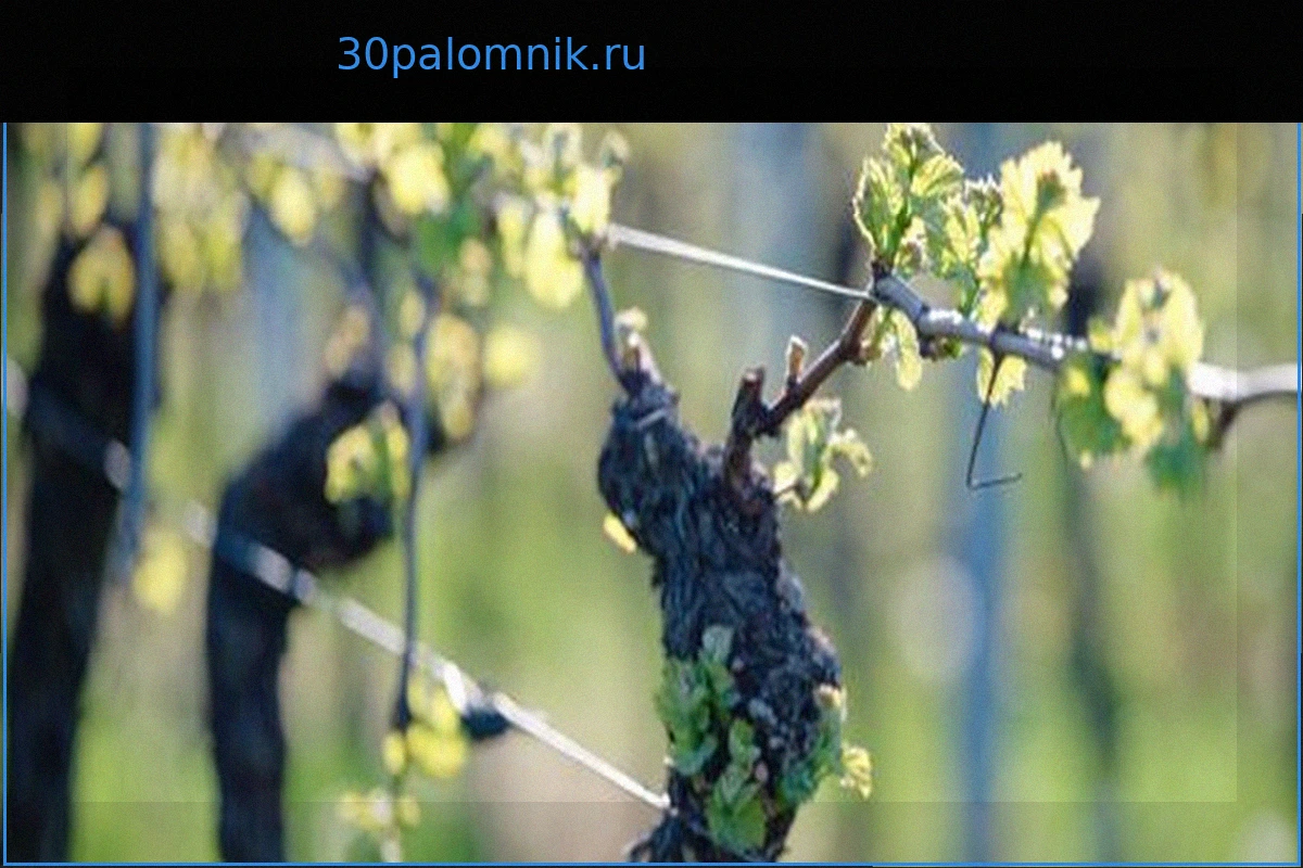 Мировое потребление вина достигло минимума 1957 года, сообщает OIV