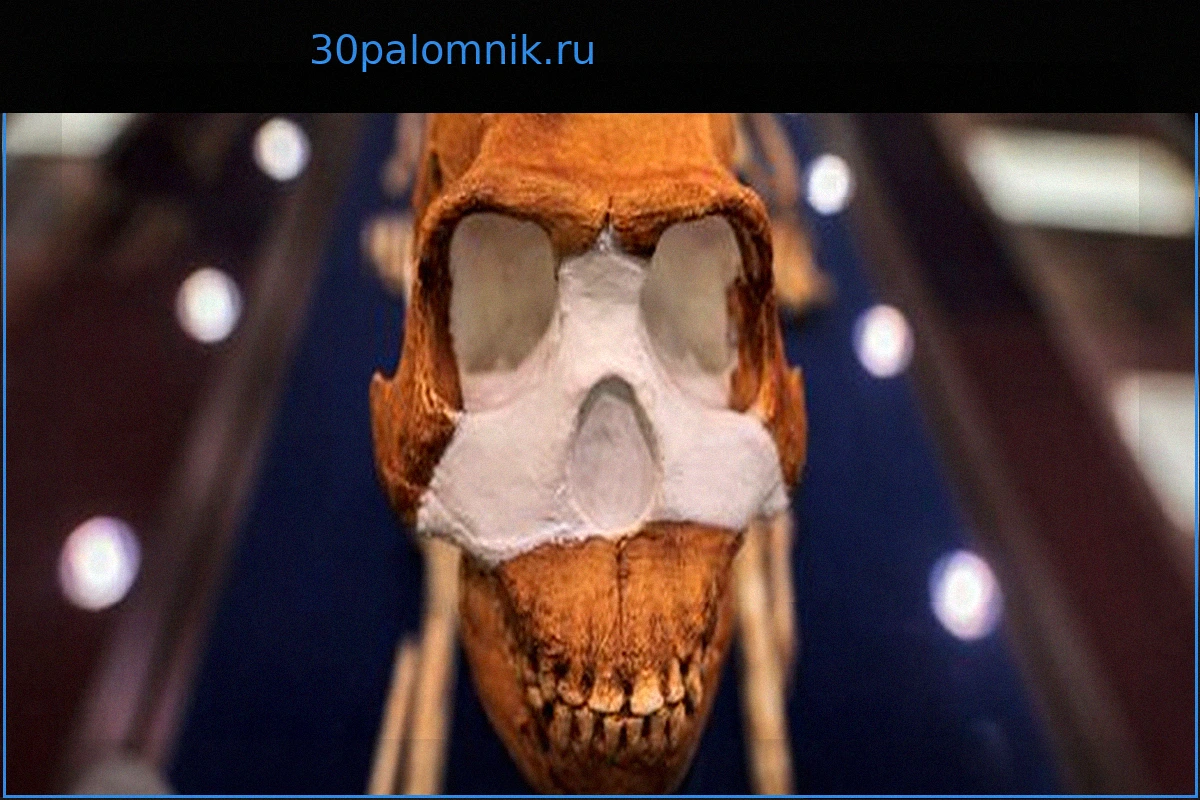 Кёльн возвращает искусство наследникам еврейского коллекционера